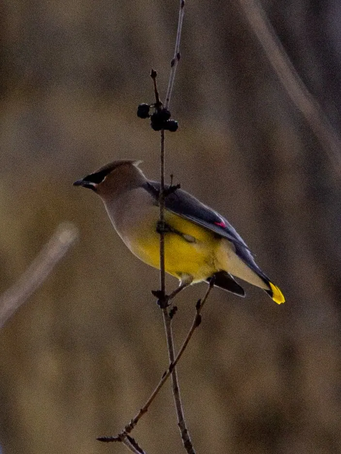 Cedar Waxwing photographed by Kyle J. Gillett